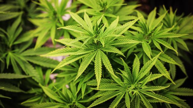 Cannabis: Lauterbach warnt vor Verzögerung der Cannabislegalisierung