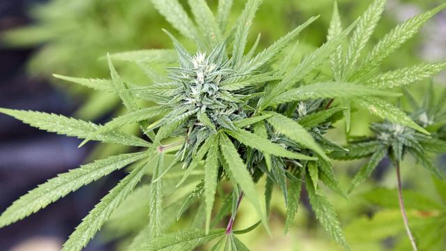 Drogenpolitik: Bundesregierung hält Cannabisanbau im Kleingarten für verboten