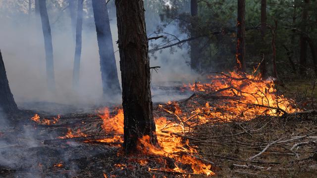 Wahlprogramme zur Bundestagswahl: Welche Partei setzt wo den Fokus beim Klimaschutz?