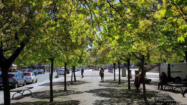 Klimawandel: Berlin pflanzt hunderttausende Bäume – für mehrere Milliarden Euro