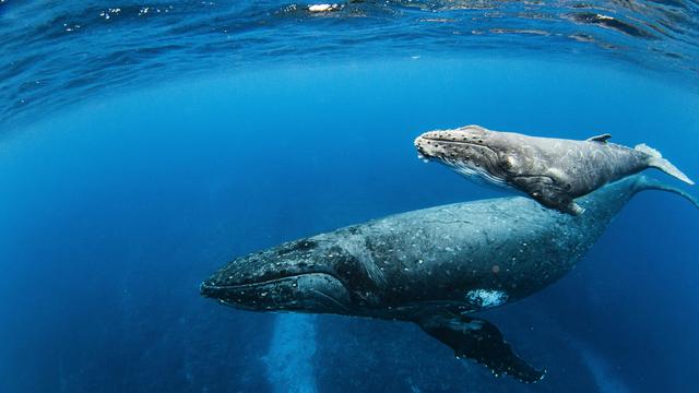 Meeresschutz: Kabinett beschließt Beitritt zu UN-Hochseeschutzabkommen
