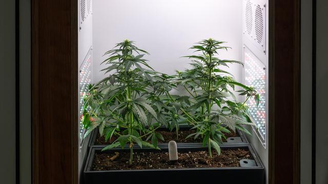 Teillegalisierung von Cannabis: BKA-Chef kritisiert Umsetzung des Cannabisgesetzes