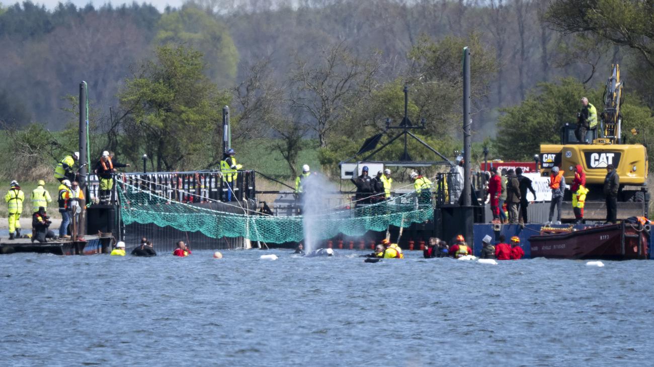 Buckelwal in Ostsee: Buckelwal vor Ostseeinsel Poel liegt für Weitertransport in Schute
