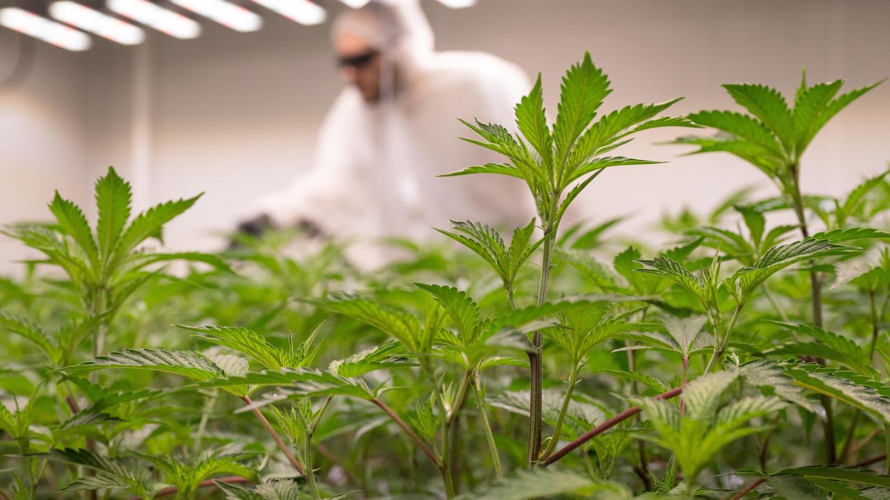 Teillegalisierung von Cannabis: Mehr als 400 Cannabisvereine in Deutschland