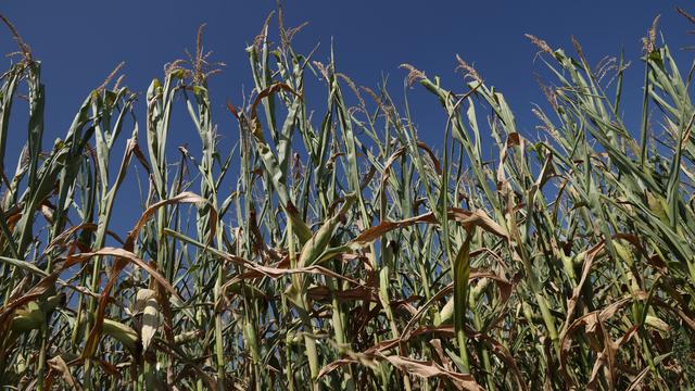 Hitzewellen und Dürre: Bauernverband fordert mehr Hilfen angesichts des Klimawandels