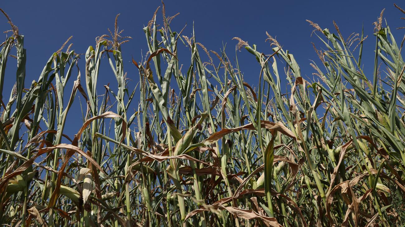 Ola de calor y sequía: la asociación de agricultores exige más ayudas ante el cambio climático