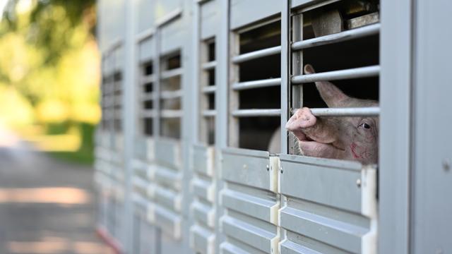 Hitze: Tierschutzbund fordert zeitlich begrenzten Stopp von Viehtransporten