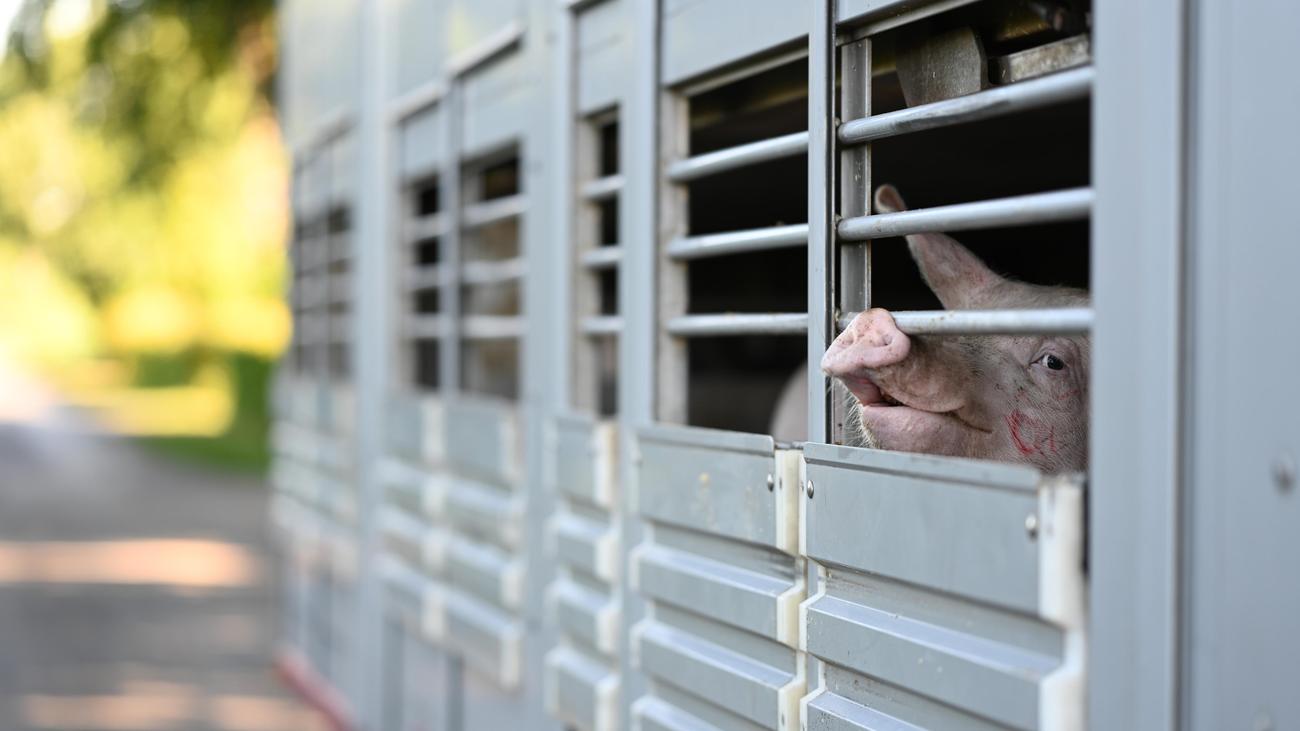 Hitze: Tierschutzbund fordert zeitlich begrenzten Stopp von Viehtransporten