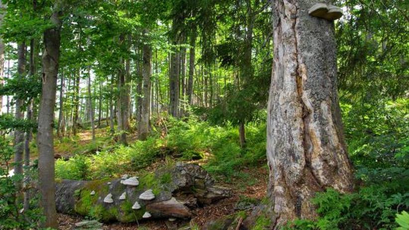 Partnersuche bayerischer wald