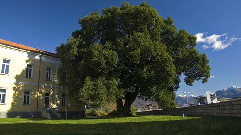 Partnersuche schweiz tessin