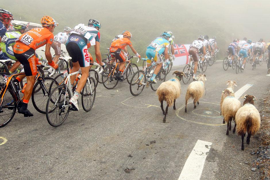 Olympiade Der Tiere Film Olympiade Der Tiere Film