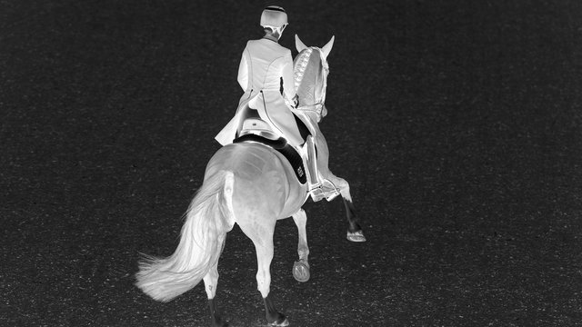 Reiten bei Olympia: Wo fängt Gewalt gegen Pferde an?