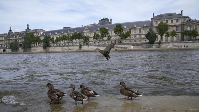 Olympische Spiele in Paris: Wasser der Seine sauber genug für Olympia-Schwimmer