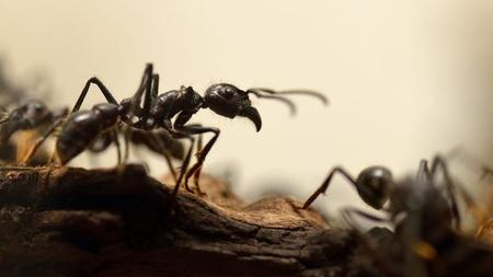 Insekten Ameisen Platzen Wenn Sie Backpulver Fressen Zeit Online