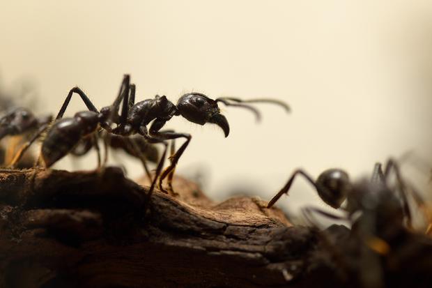 Insekten: Ameisen, mit Backpulver bekämpfen bis sie platzen