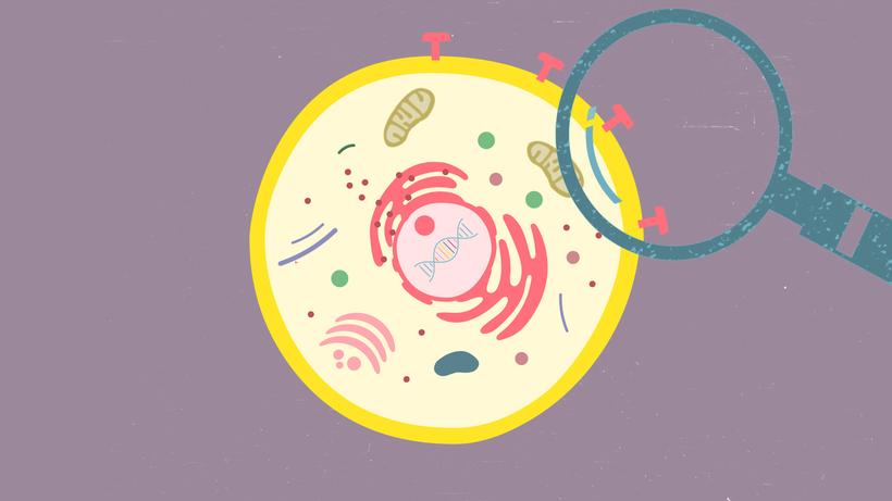 Das passiert mit den mRNA-Impfstoffen im Körper — ZEIT Online