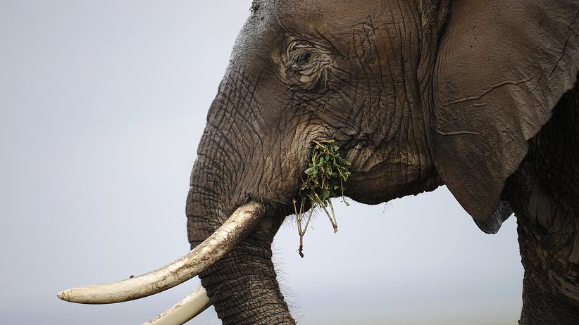 Elefanten: Das Töten muss ein Ende haben