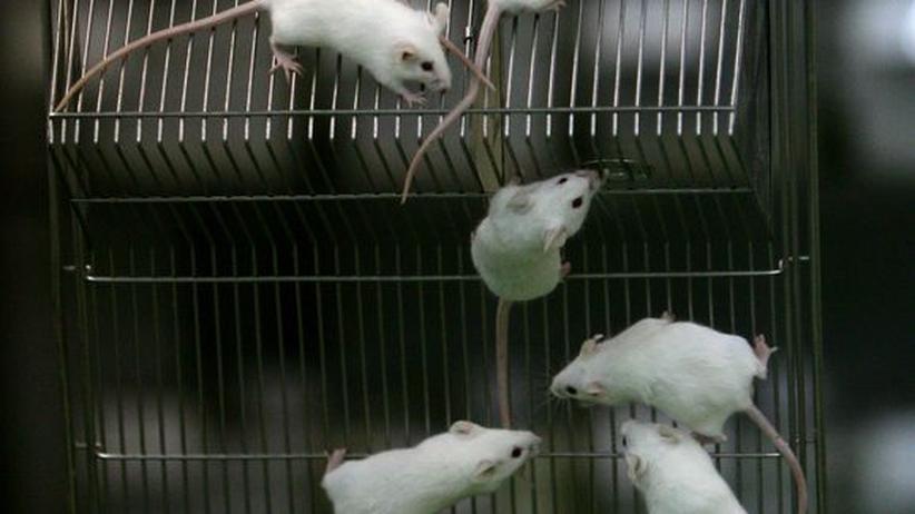 Okonomie Was Ist Ihnen Das Leben Dieser Maus Wert Zeit Online