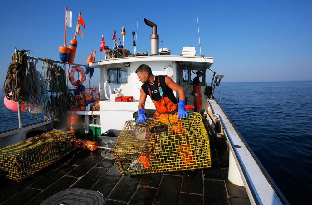 Fischerei Hummer fangen im Akkord ZEIT ONLINE