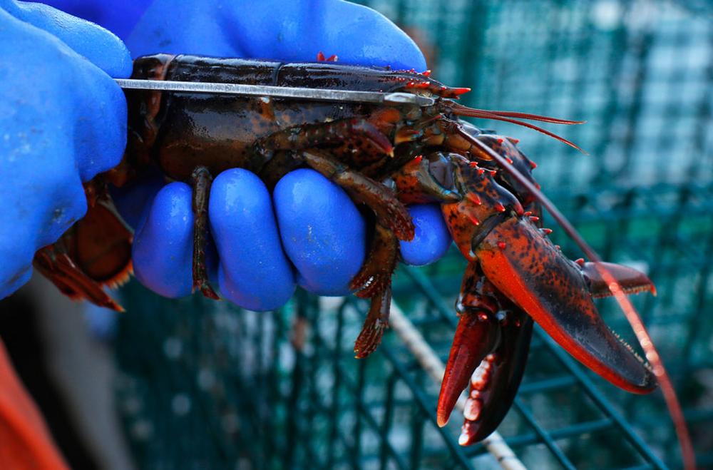 Fischerei Hummer fangen im Akkord ZEIT ONLINE