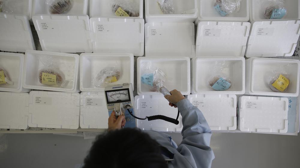 Japan: Fische, die nahe Fukushima gefangen wurden, werden auf radioaktive Belastung untersucht.