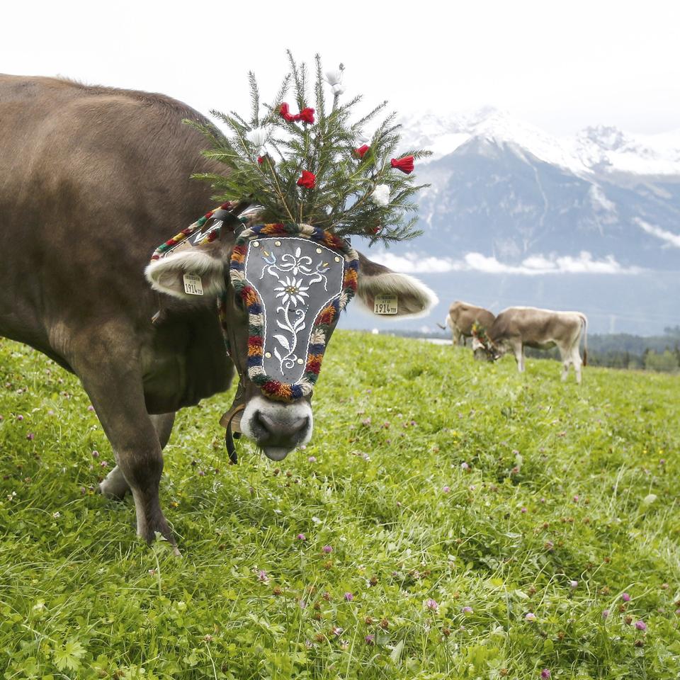 Moderne Landwirtschaft 200 Prozent bio ZEIT ONLINE Foto