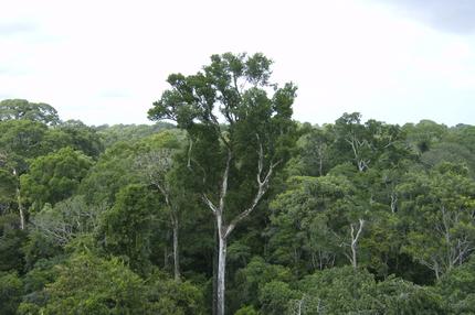 Waldinvestments: Hehres Ziel: der Schutz von Urwald, hier in Brasilien