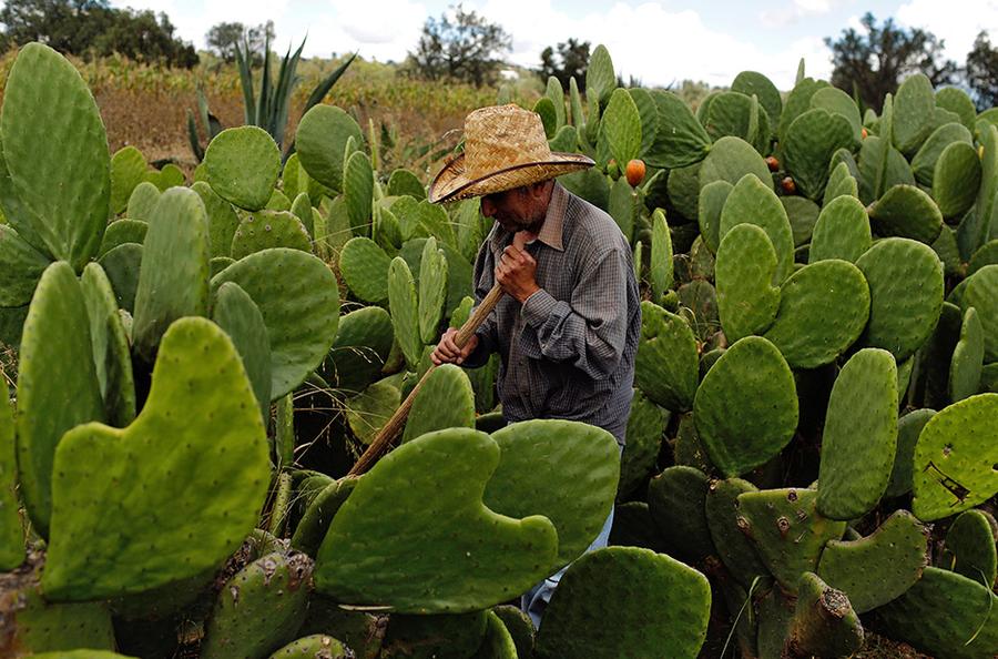 Cochenilleschildlaus: Roter Farbstoff mit sechs Beinen | DIE ZEIT