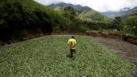 Peru Der Konig Im Kokaland Zeit Online