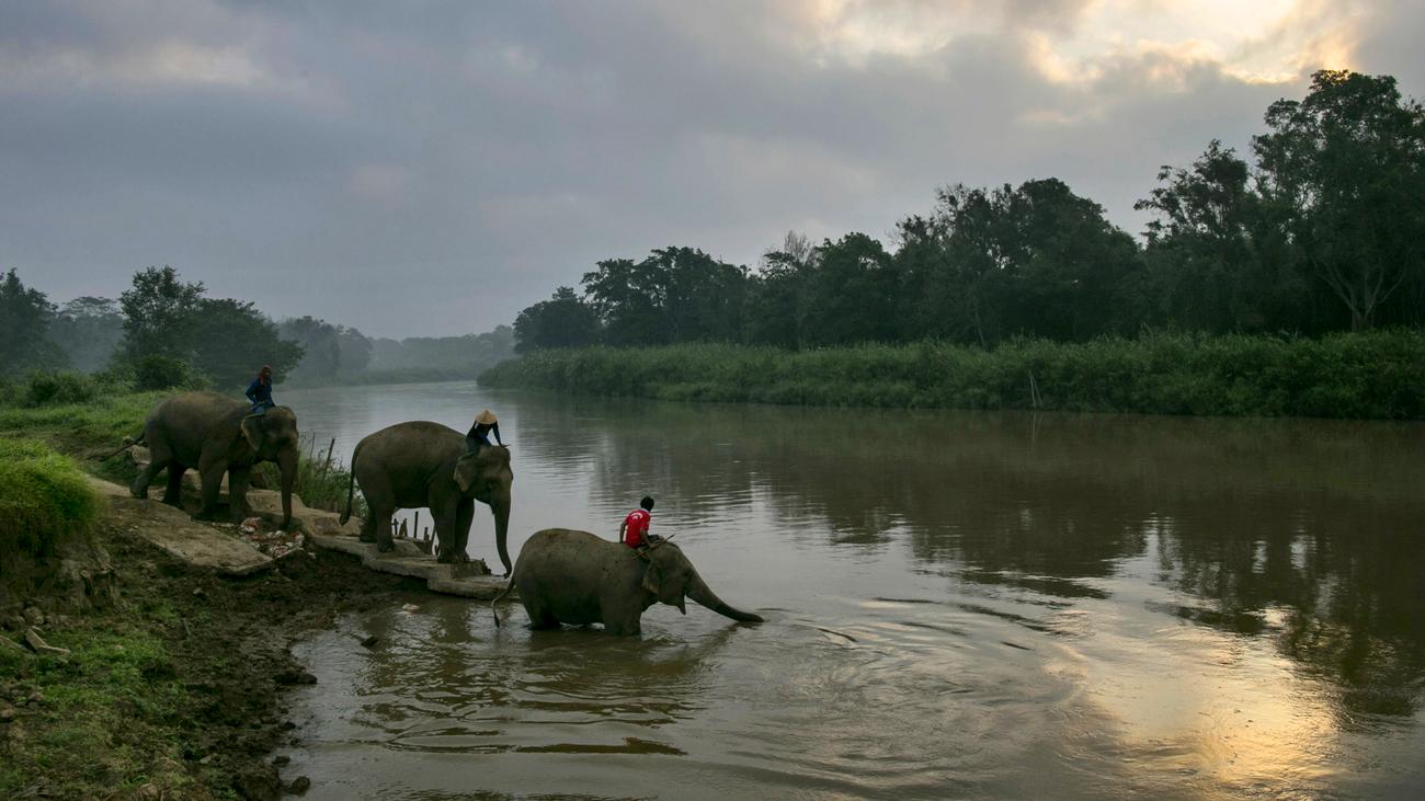 Elephant river. Anantara Golden Triangle Elephant. Лаос Меконг купание слонов на закате. Кофе слона Вьетнам. Утро, слон Таиланд.