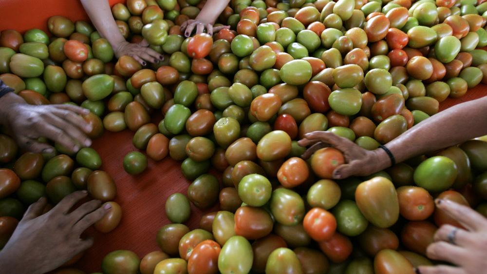 Handelsabkommen: Arbeiterinnen im mexikanischen Bundesstaat Jalisco sortieren Tomaten – auch sie sollen zollfrei in die EU exportiert werden können. 