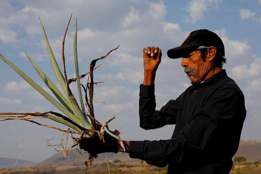 Mexiko: "Ohne uns gibt es keinen Tequila" | DIE ZEIT