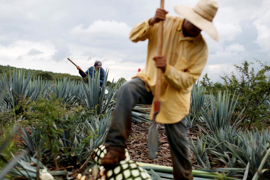 Mexiko: "Ohne uns gibt es keinen Tequila" | DIE ZEIT