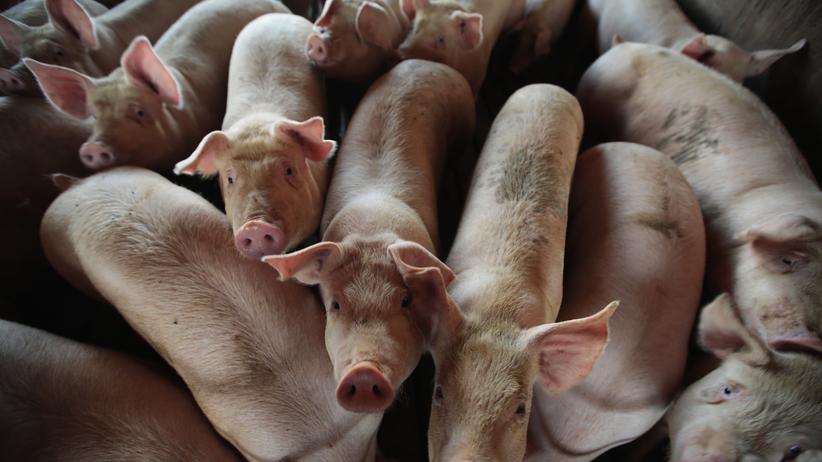 Ulm: In der industriellen Zucht ist der Platz für das einzelne Tier knapp.