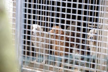 Hundehandel illegal Tierhandel