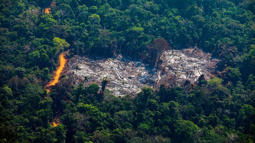 Brasilien Zahl Der Brande Im Amazonas Regenwald Steigt Auf Rekordhoch Zeit Online