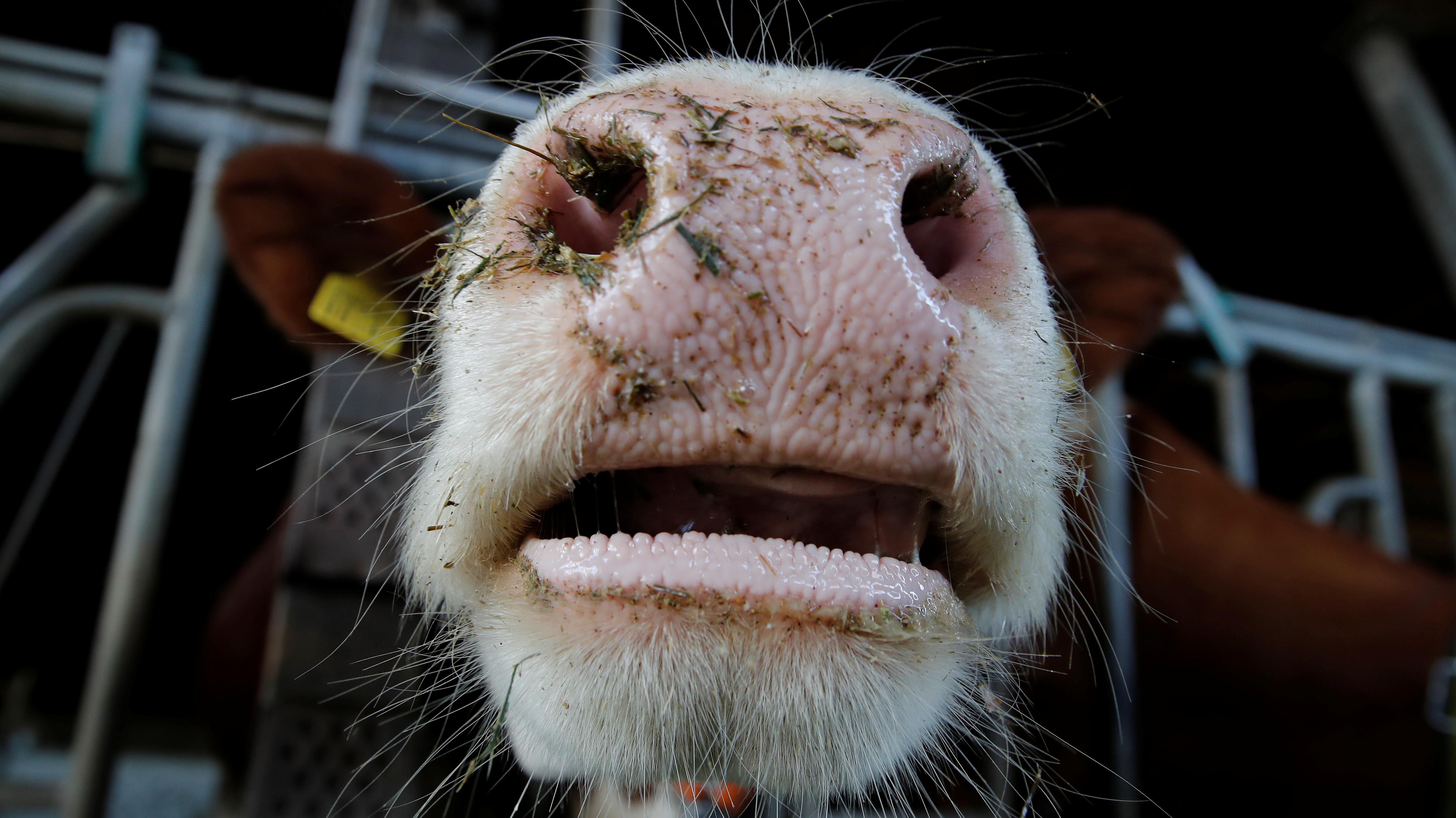 к чему снится умирающая корова