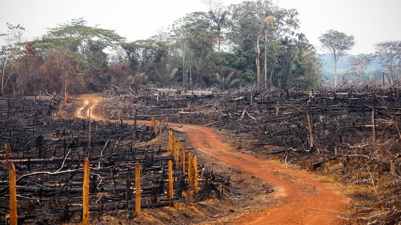 Kolumbien: Abholzung seit Abschluss des Friedensvertrags gestiegen