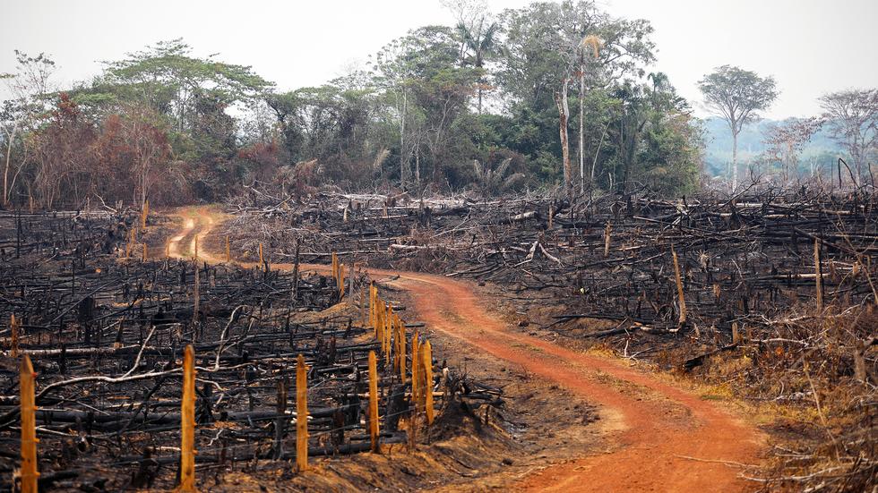 Abholzung in Kolumbien steigt fünf Jahre nach Friedensvertrag an 