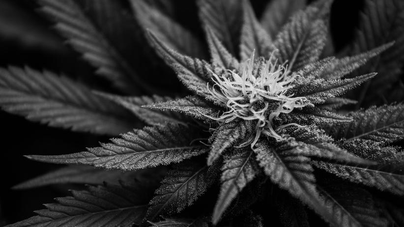 Cannabis: Wächst wie Unkraut, kaum zu verbieten