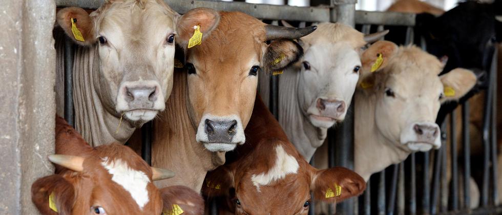 Lebensmittelpreise: Rindfleisch müsste eigentlich fünfmal so teuer sein