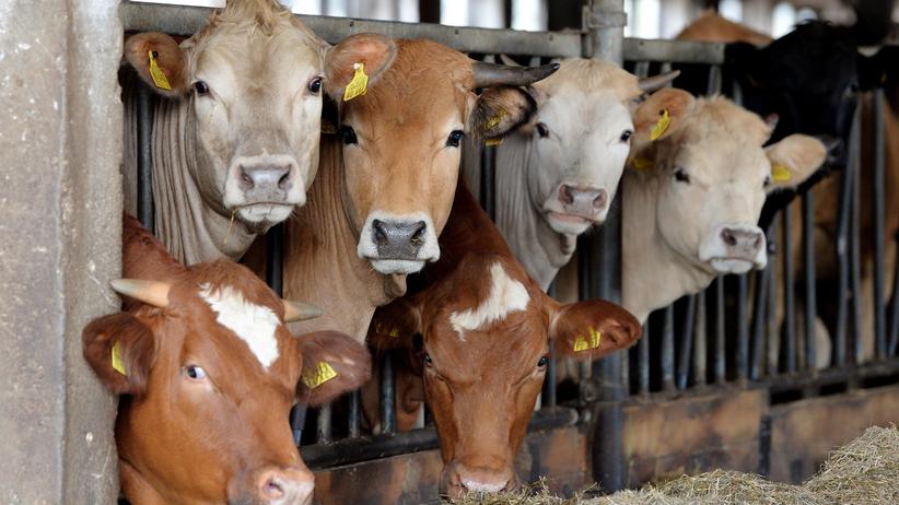 Lebensmittelpreise: Rindfleisch müsste eigentlich fünfmal so teuer sein