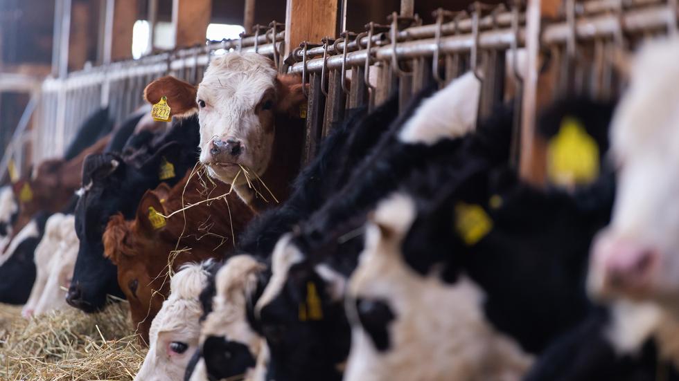 Inflation: Im Juli wird die Milch teurer