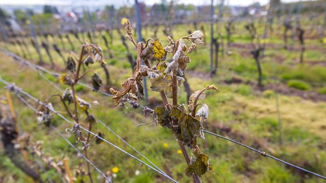 Weinbau: Winzer befürchten Ernteausfall wegen Frostnächten