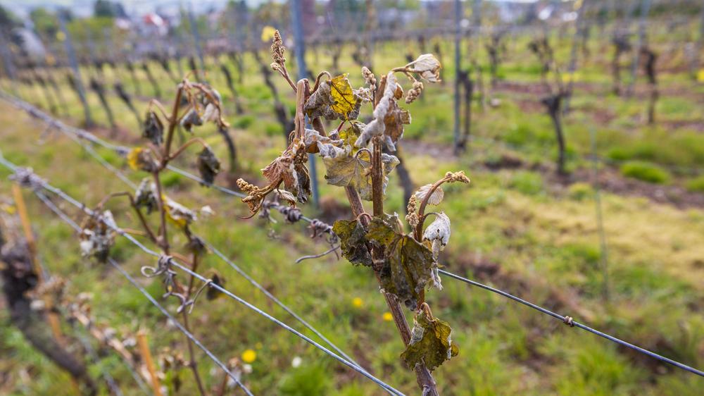 Weinbau: Für junge Triebe ist später Frost, wie hier auf einem Weinberg des Weinguts Hoflößnitz in Radebeul, gefährlich. 