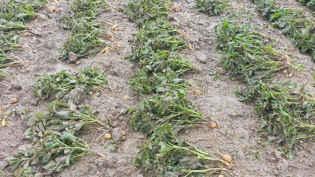 Hochwasser: Landwirte im Saarland fürchten hohe Ernteausfälle nach Unwetter