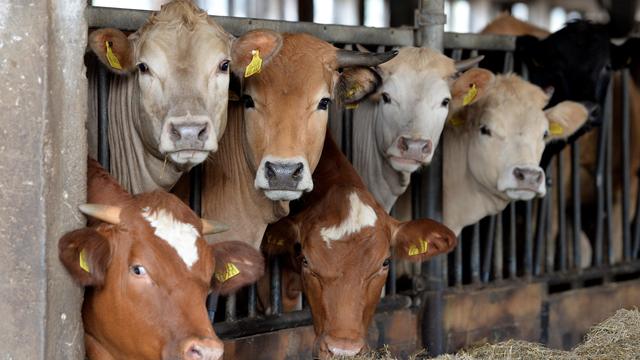 Landwirtschaft: Weniger Schweine und Rinder in deutschen Ställen