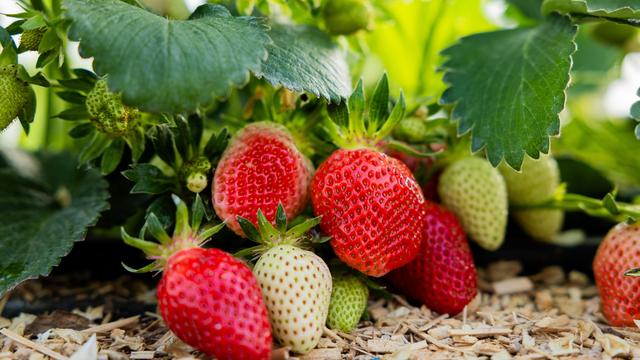Statistisches Bundesamt: Schlechteste Erdbeerente seit 29 Jahren erwartet