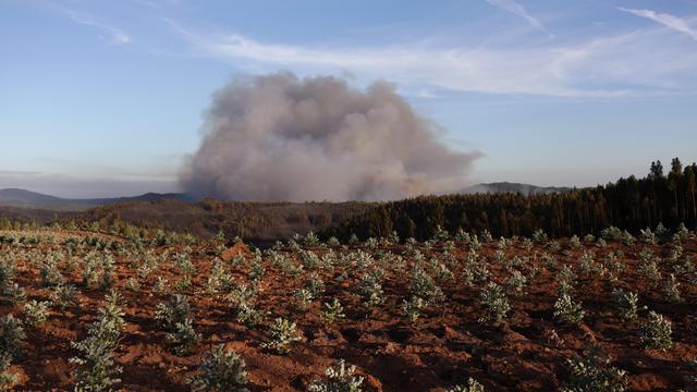 Waldbrände in Portugal: Das brennt wie Zunder