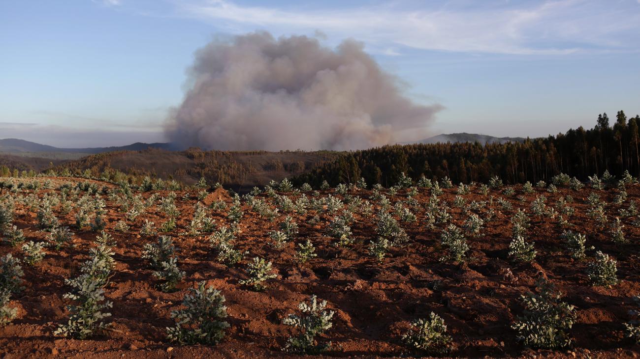 Feux de forêt au Portugal : ils brûlent comme de l’amadou